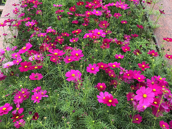 中山租赁花卉-设计阳台绿化